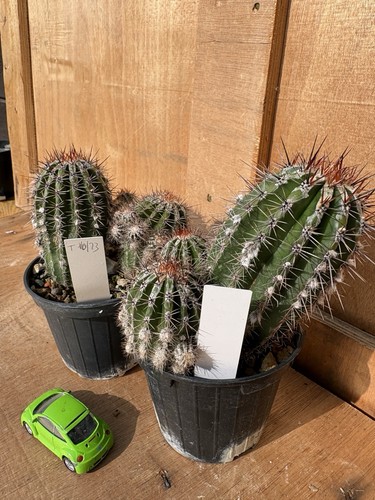 Echinopsis haku jo cactus - echinopsis,